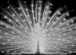 NVPS- White Peacock Display- Susan Phillips.jpg